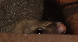 Possum